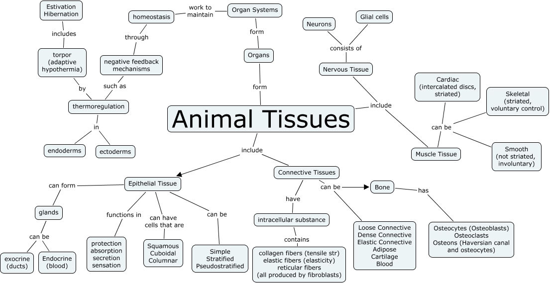 Biology IX | Tissues, Organs, Organ System, Organism | Part 2 - CBSE